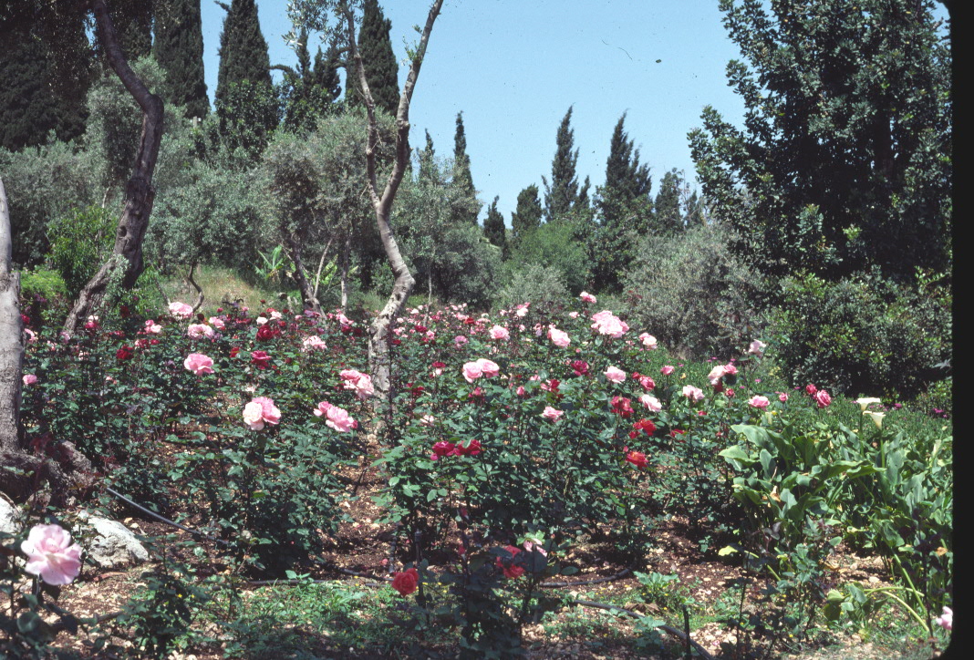 A view of the nursery below the old pilgrim house in Haifa, Israel A view of the nursery below the old pilgrim house in Haifa, Israel