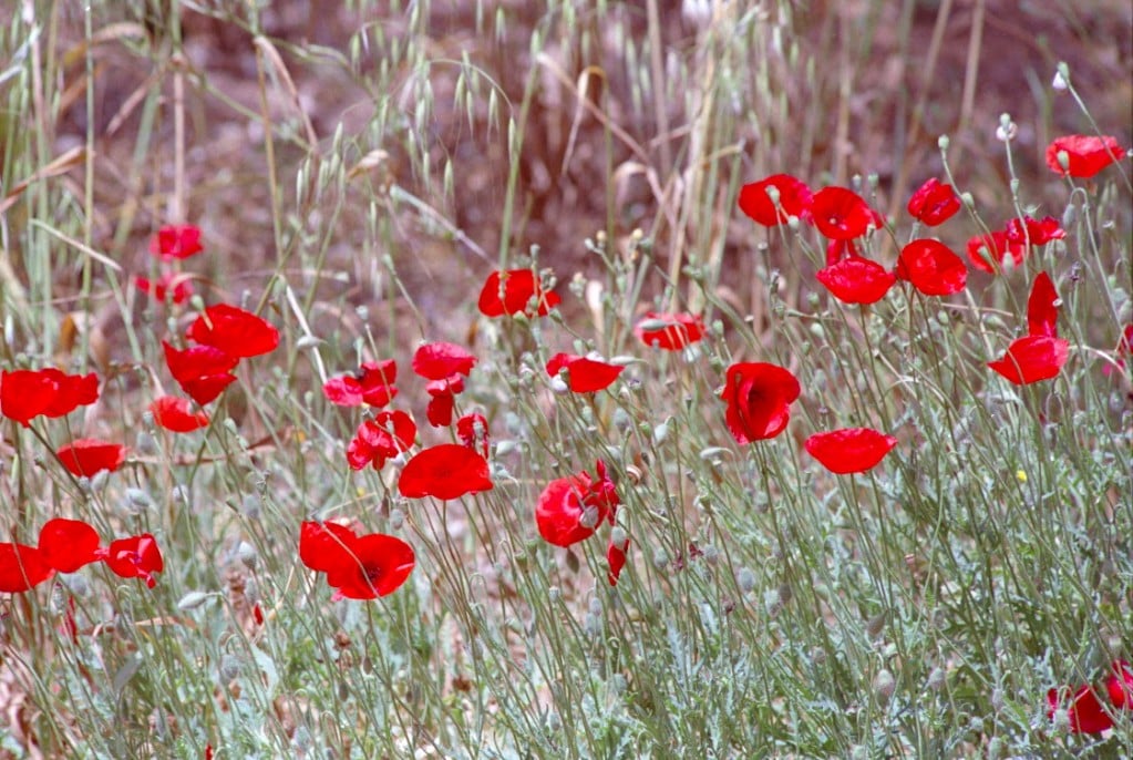 Wild flowers at Bahji Wild flowers at Bahji