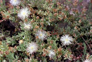 Flowers in bloom at Sdeh Boker Flower in bloom at Sdeh Boker